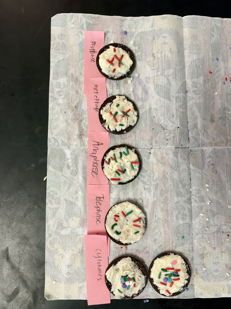 Oreo mitosis!