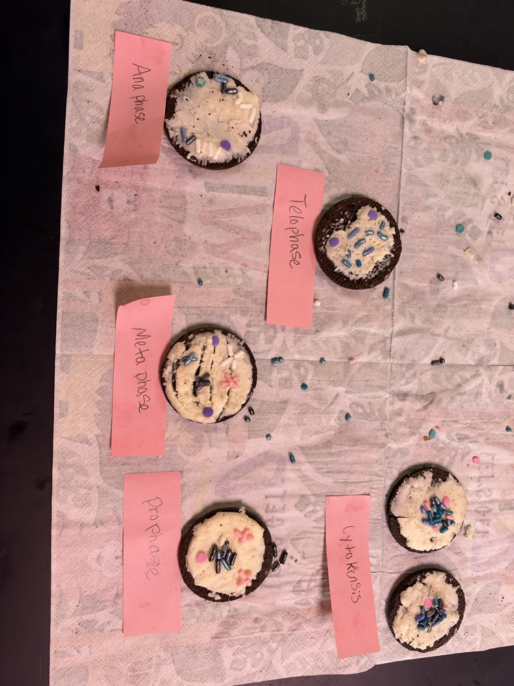 Mitosis Oreos