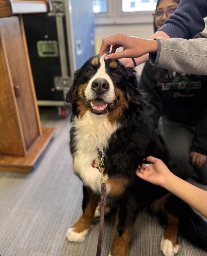 Picture of Bull the therapy dog - who is a Bernese Mountain Dog
