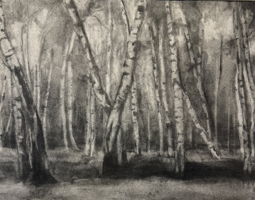 Charcoal drawing of white birch trees