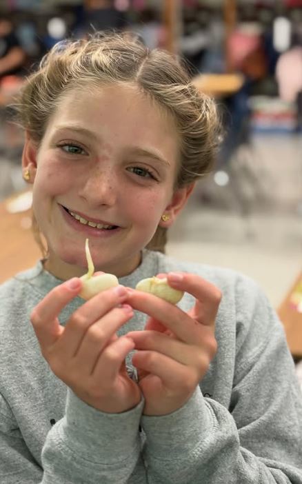 Instagram Post: #WilliamMason Grade 4! So much  fun watching lima beans sprout and discovering how roots, stems and leaves form and help plants survive! See more PICS at williammasonsch: https://www.instagram.com/p/DObmzdBkdhI/