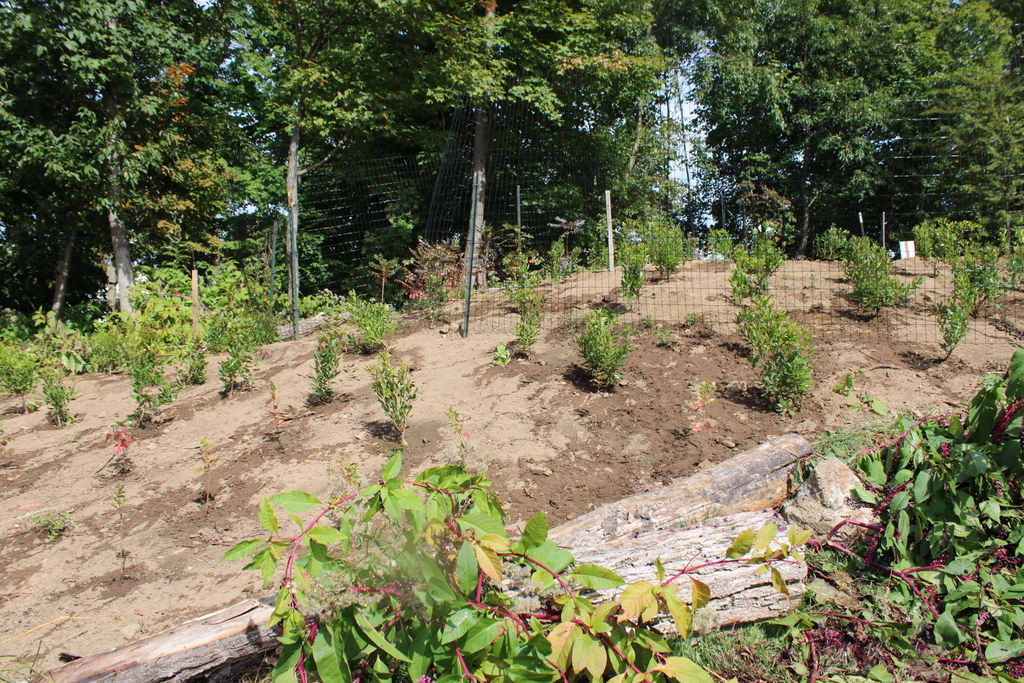 A picture of the plantings the INTERACT club did with the Morristown Shade Tree Commission.