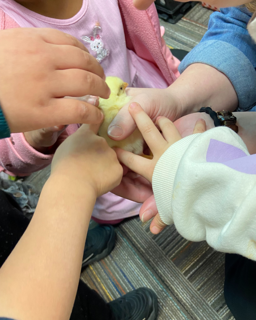 Shannon Knutson and Candace Havey's preschool class holding chicks.