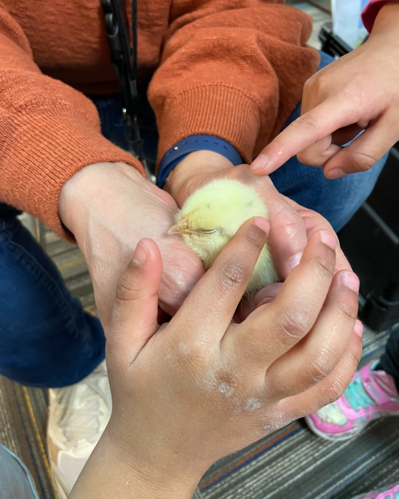 Shannon Knutson and Candace Havey's preschool class holding chicks.