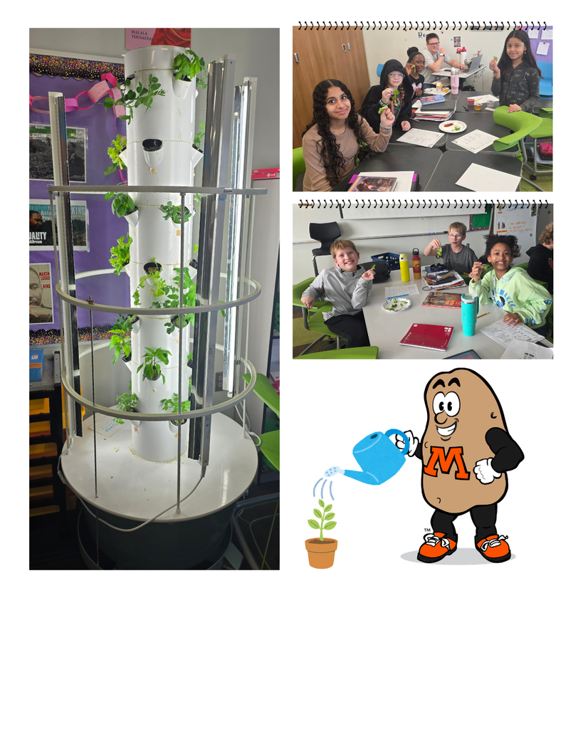 Mrs Arnold and Mrs Duncans class ate their own lettuce that they grew