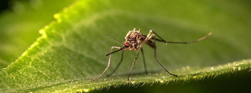 Mosquito on a leaf