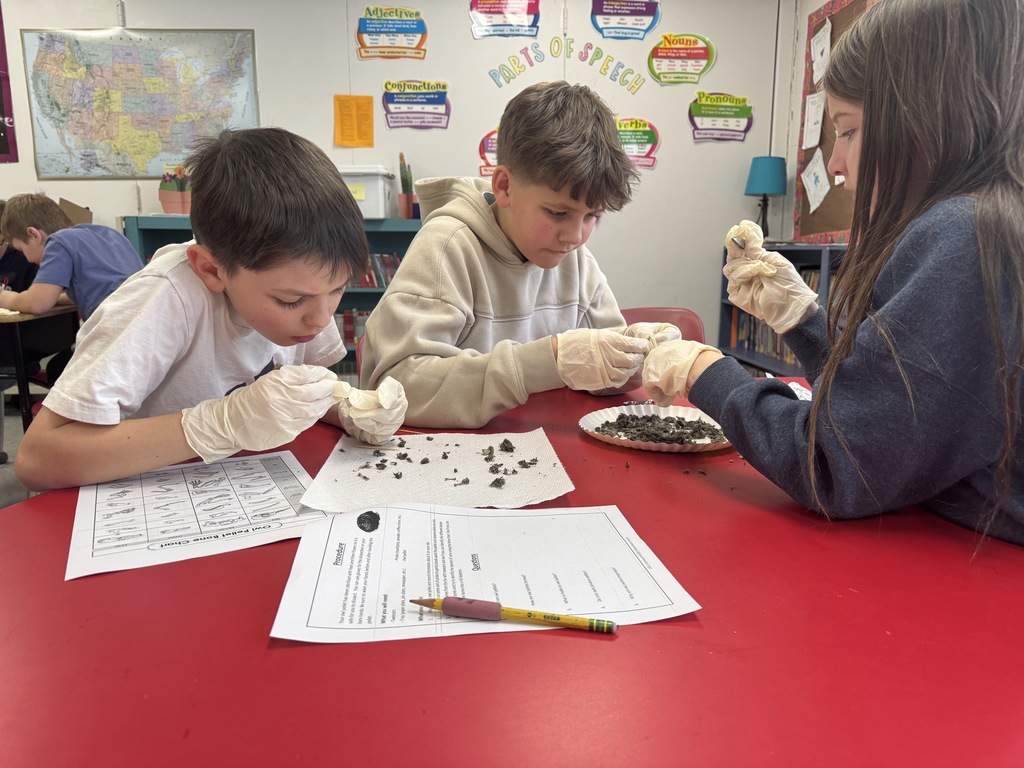 student dissecting owl pellets