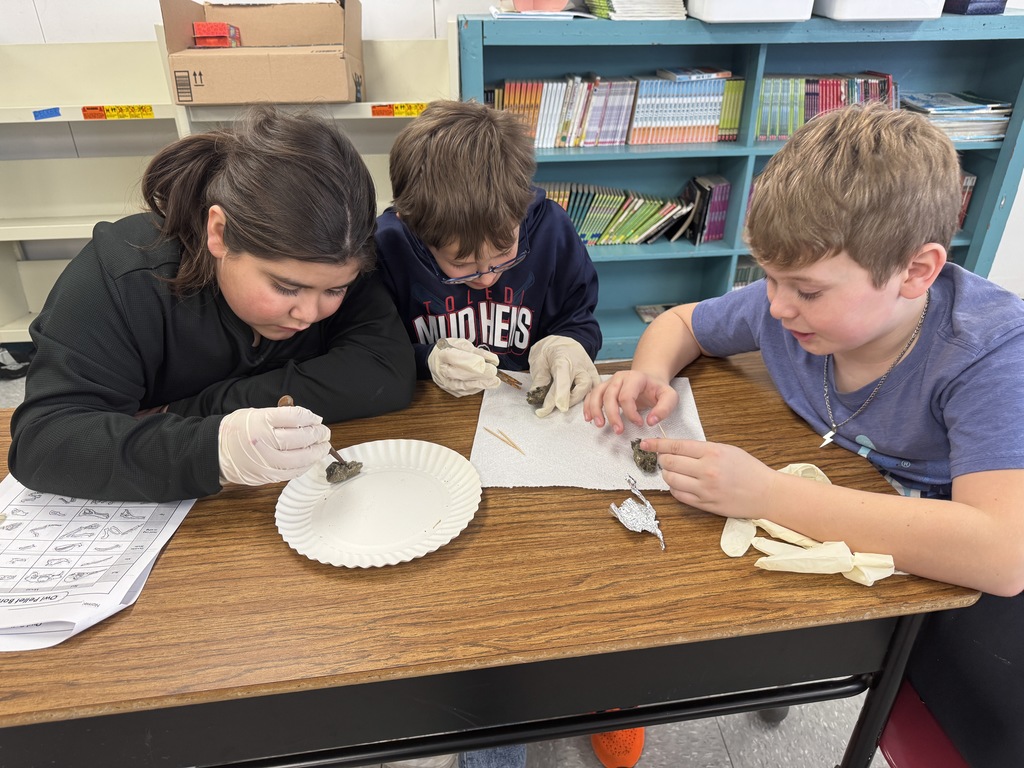 student dissecting owl pellets