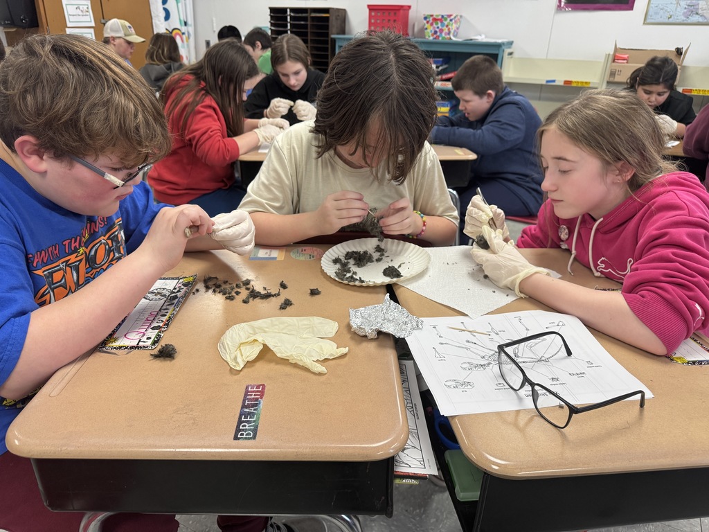 student dissecting owl pellets