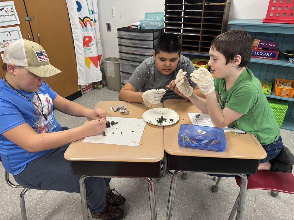 student dissecting owl pellets