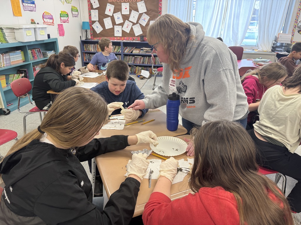 student dissecting owl pellets