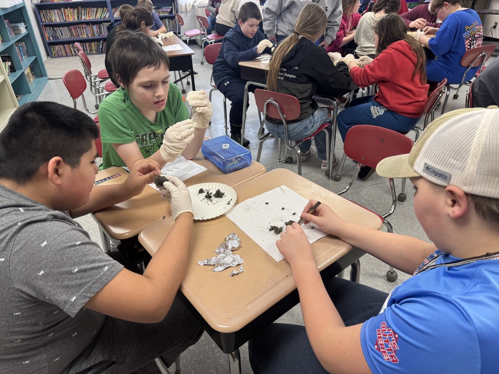 student dissecting owl pellets