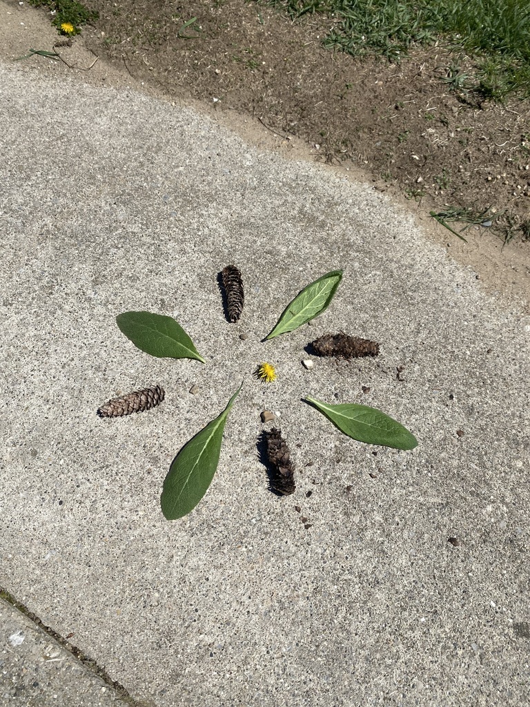 Picture of items like leaves, petals, stones, and sticks, students designed beautiful, circular patterns while practicing mindfulness, focus, and creative expression in nature.