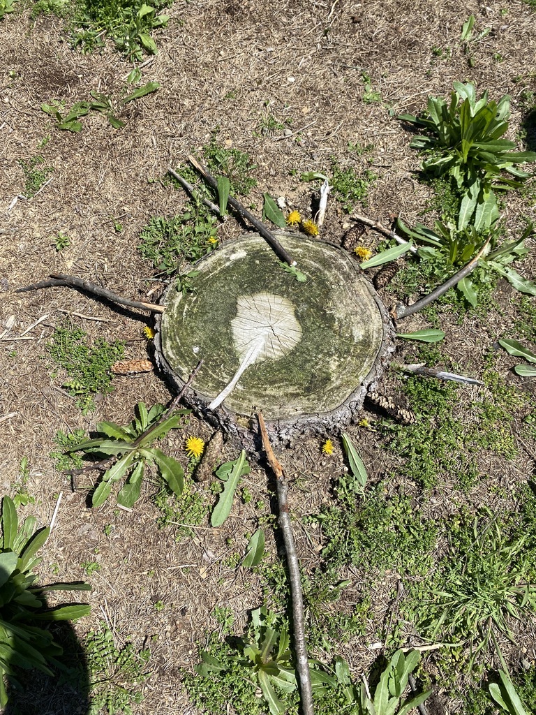 Picture of items like leaves, petals, stones, and sticks, students designed beautiful, circular patterns while practicing mindfulness, focus, and creative expression in nature.