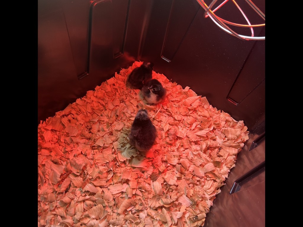 baby chickens