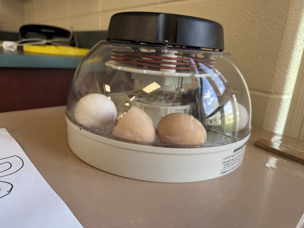chicken eggs in incubator