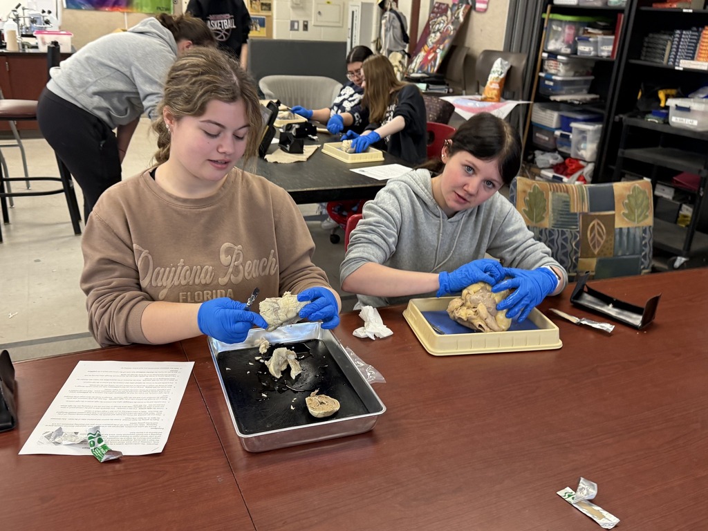 students dissecting sheep and cow heart