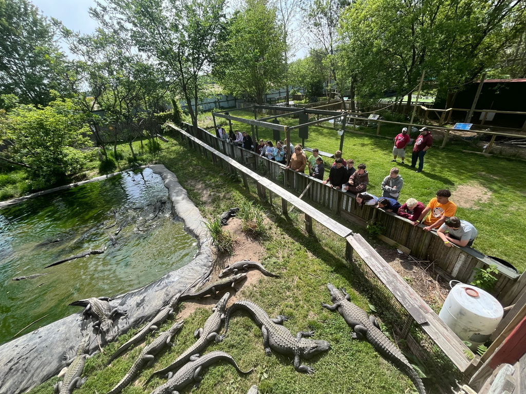 students looking at the aligator lagoon