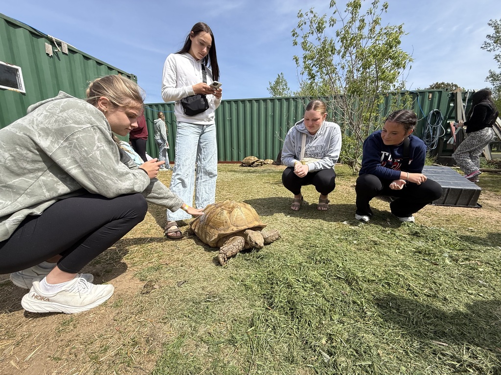 four girls petting a turtle