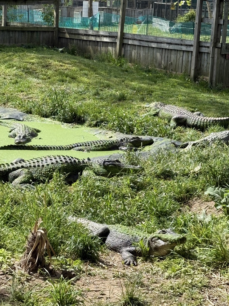 lots of aligators