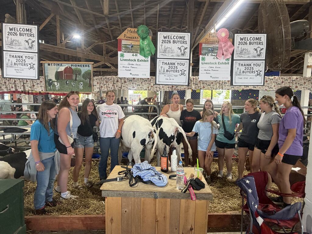 group of girls standing in the cow barn next to cows at the Lenawee County Fair