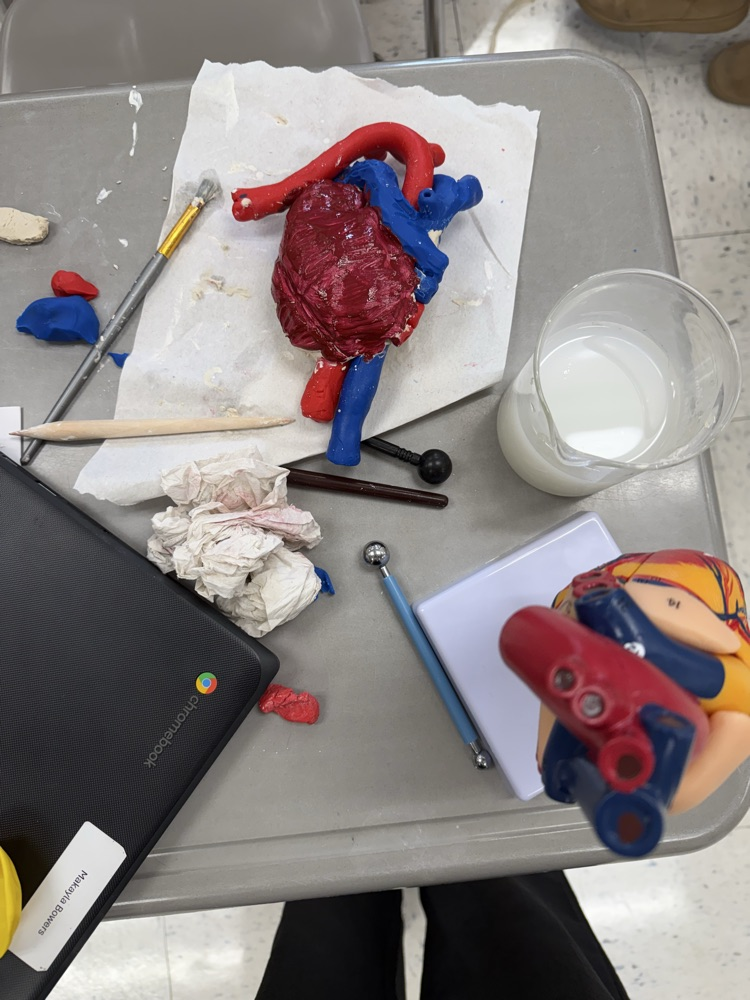 heart model