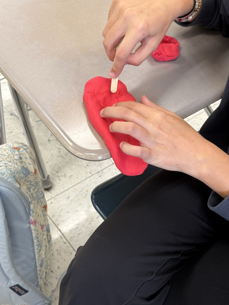 tongue model