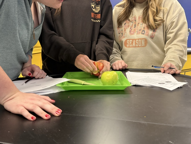 Exploring oxidation with apple slices 
