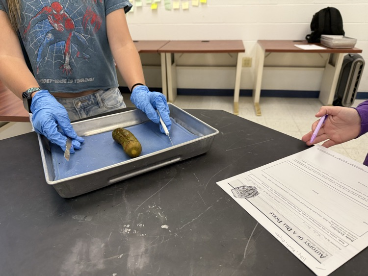 pickle autopsy 