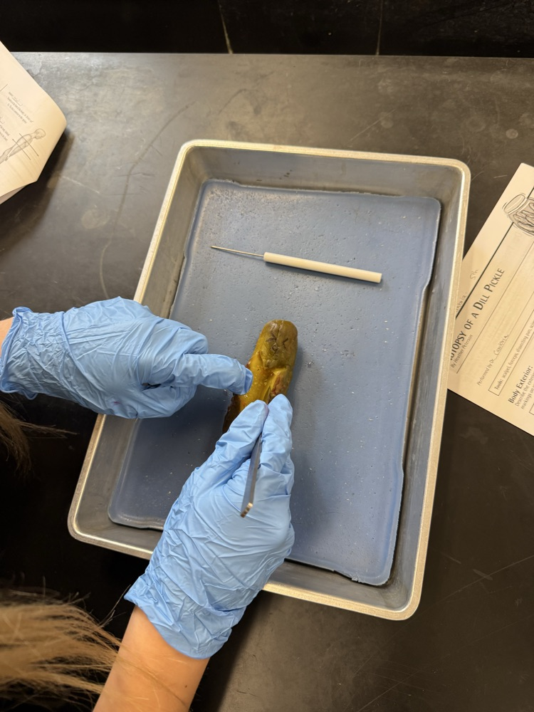 pickle autopsy