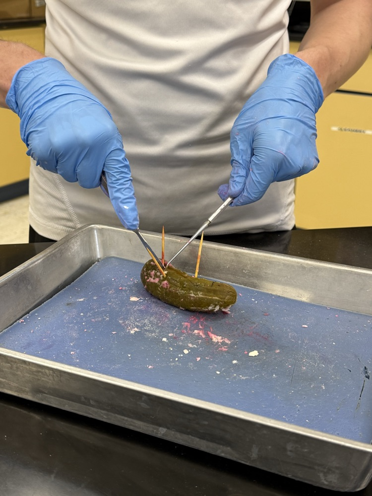 pickle autopsy