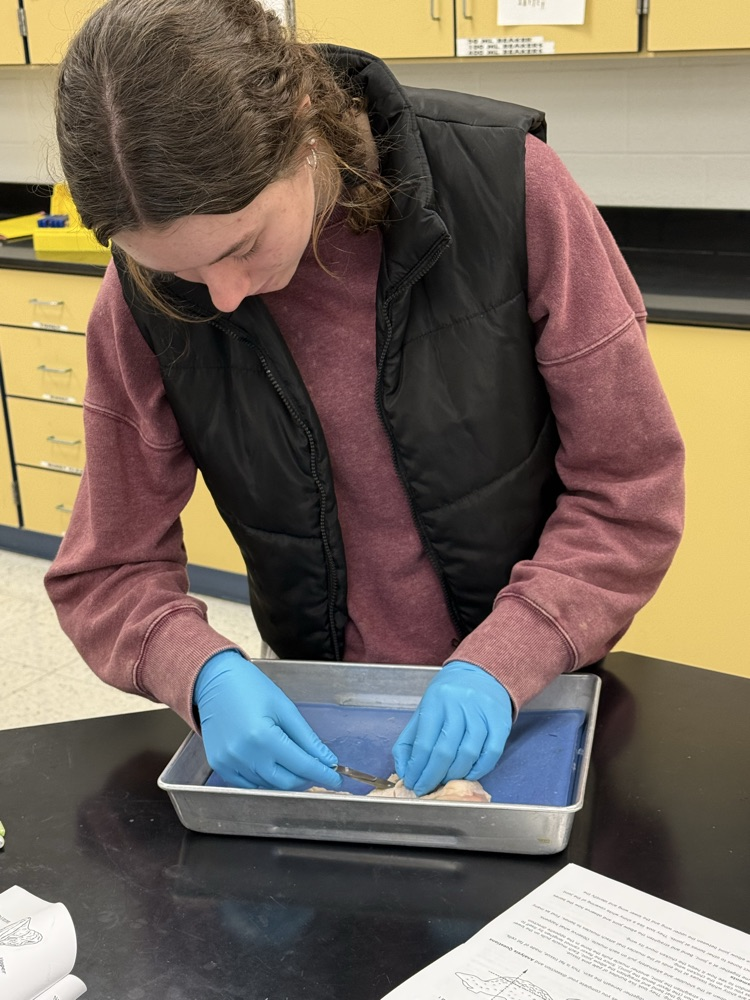 dissecting a chicken wing