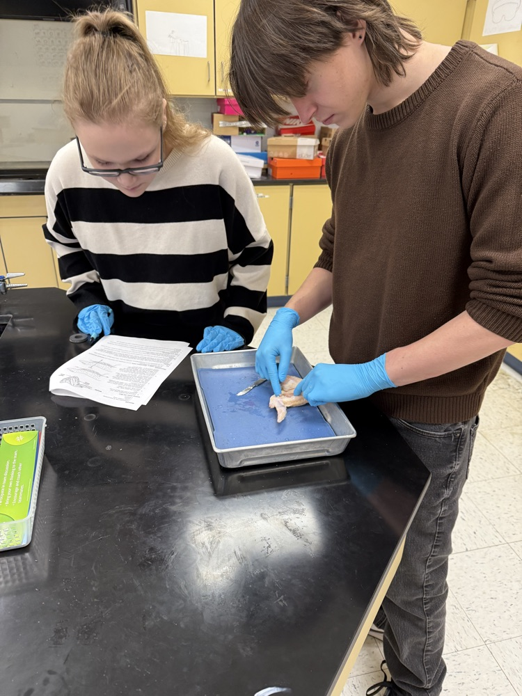 dissecting a chicken wing