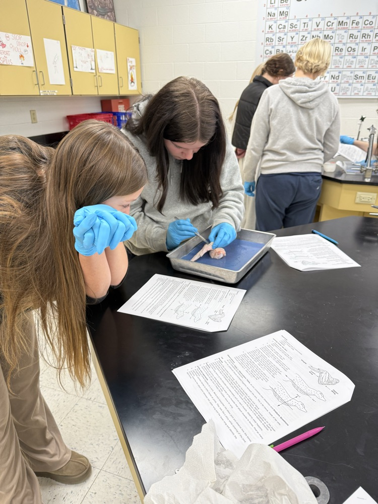 dissecting a chicken wing