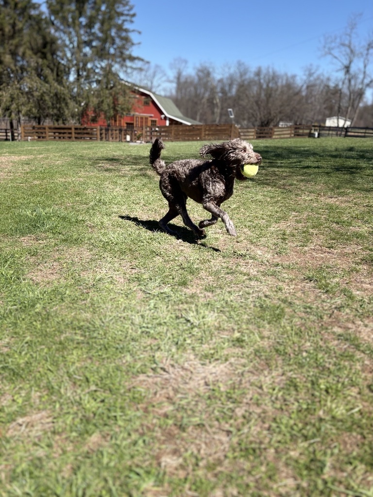 Paws, Claws, and Stalls