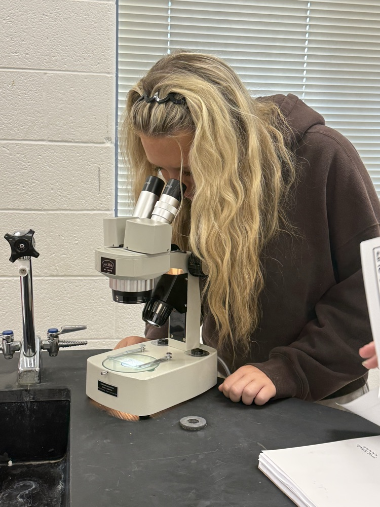 lab