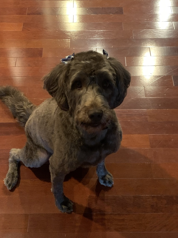 Skye’s haircut from Dirty Paws  
