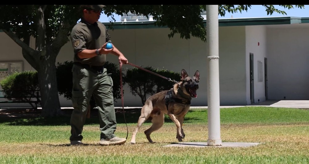 Air Force working dog with handler