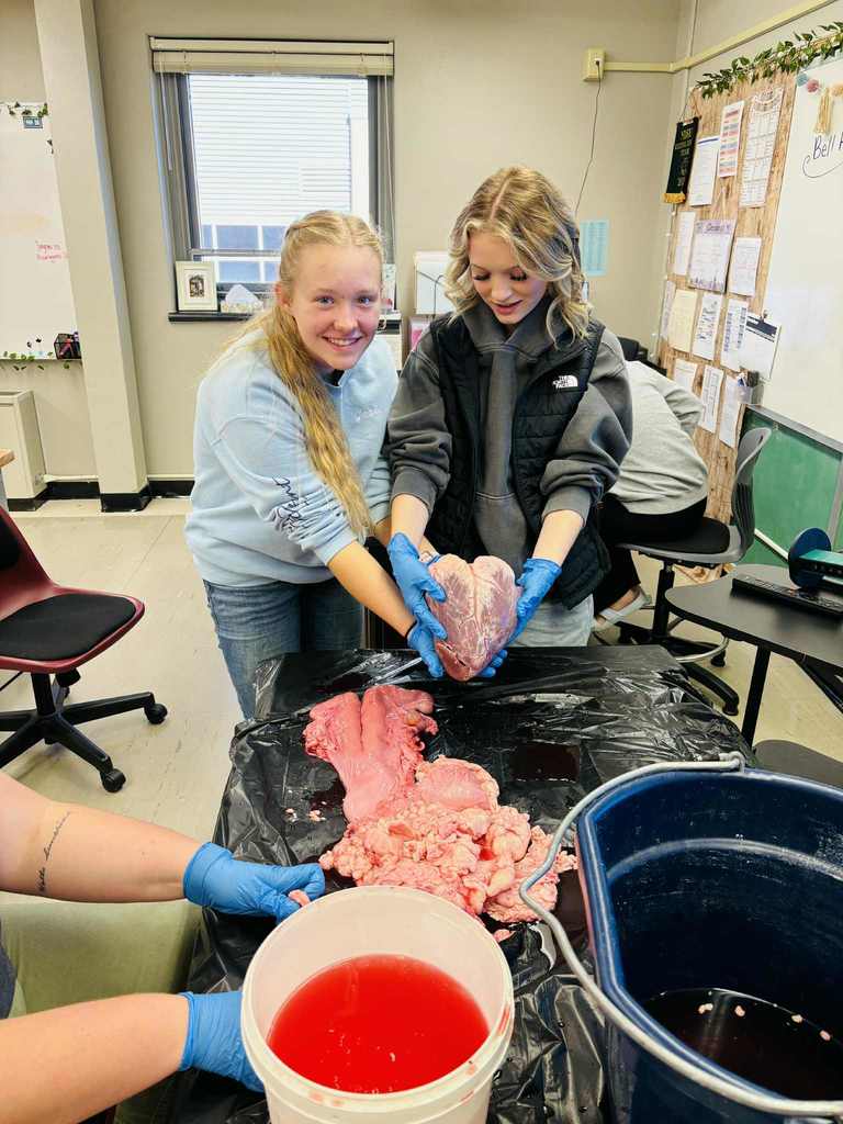 Cow heart and reproductive organ examination.