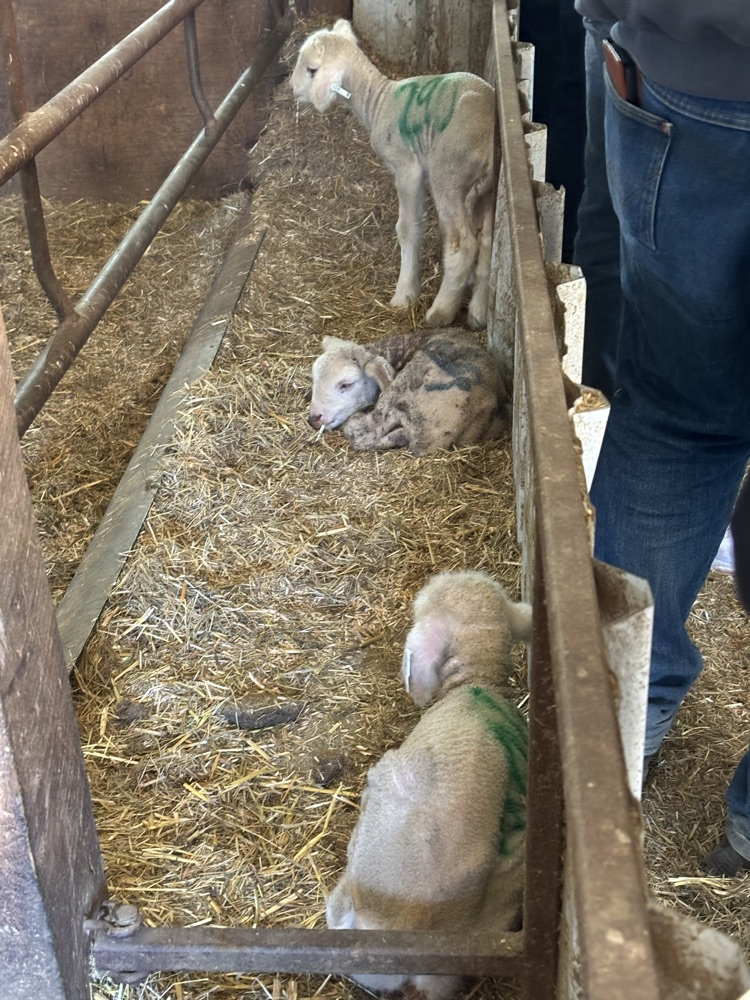 lambs at the facility 