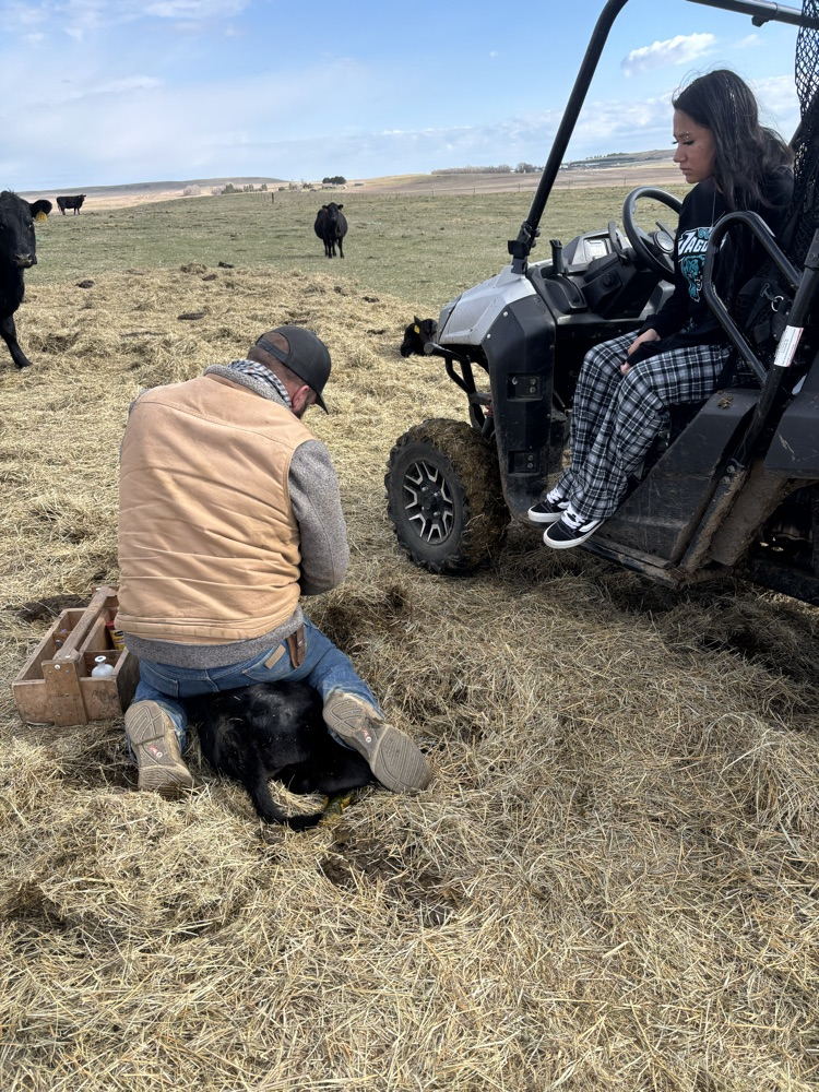 learning how to work a calf after it’s born 