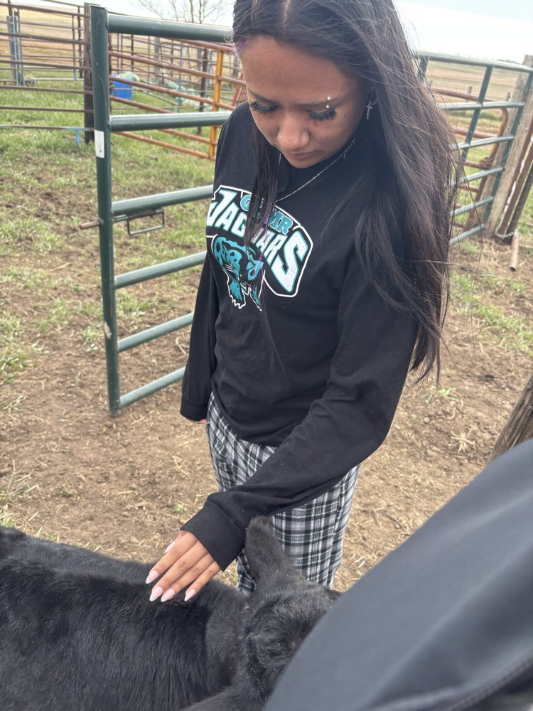 petting the bottle calf 
