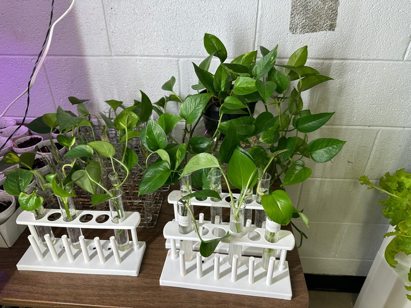Some of the plants grown using hydroponics