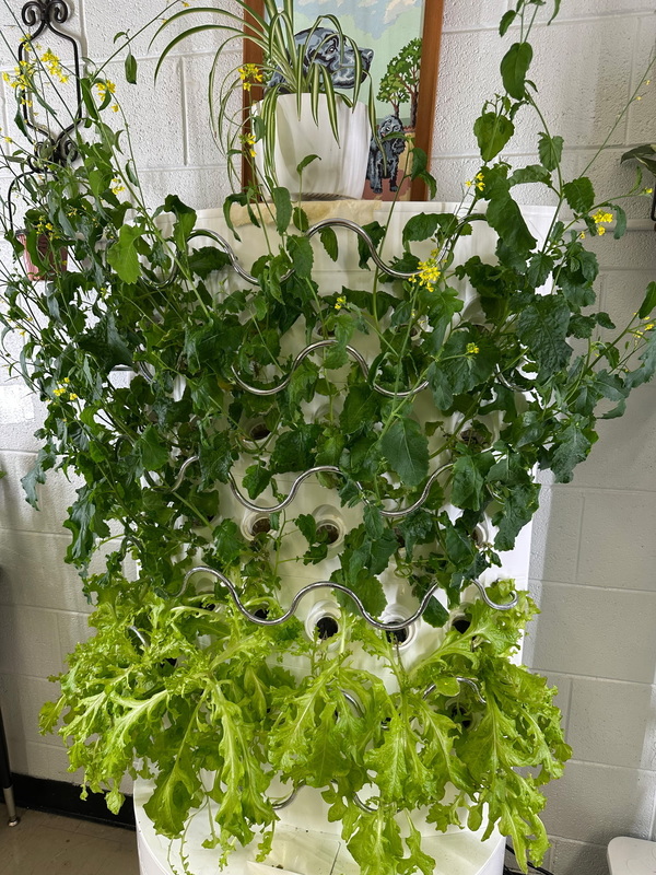 Some of the plants grown using hydroponic