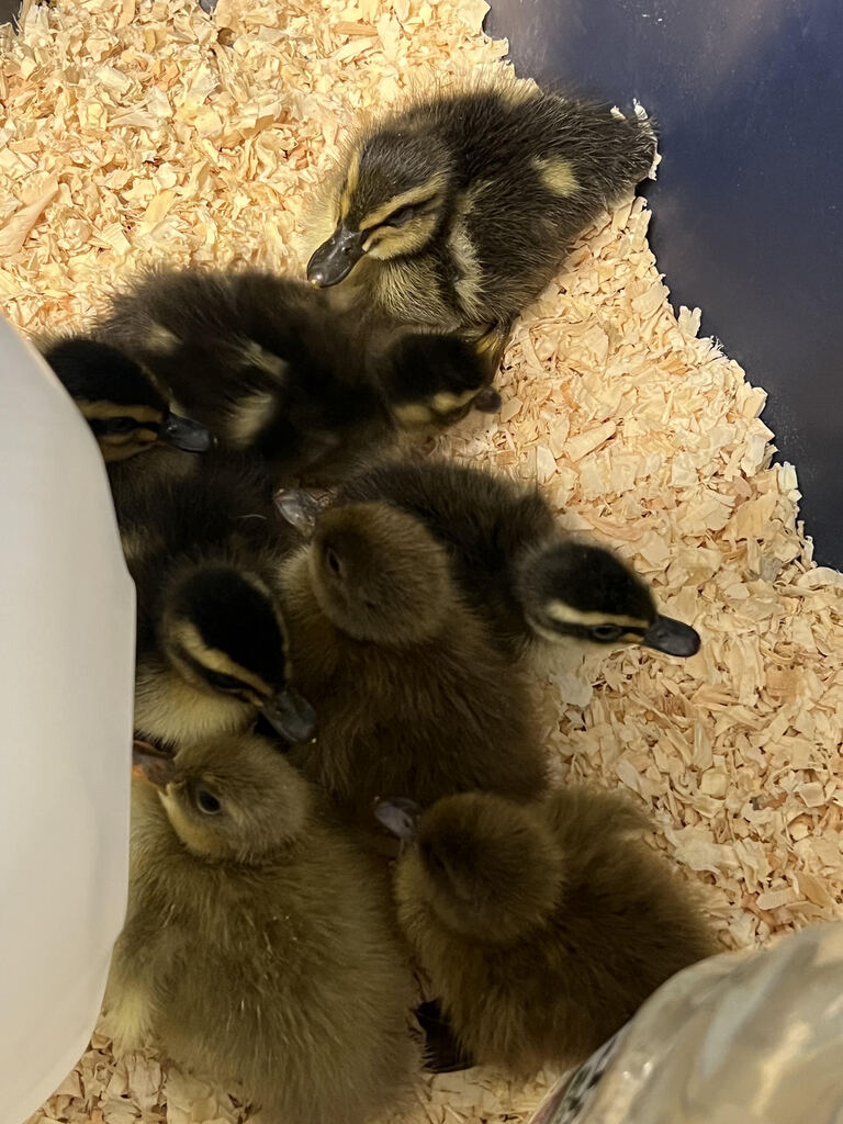 PK Ducks