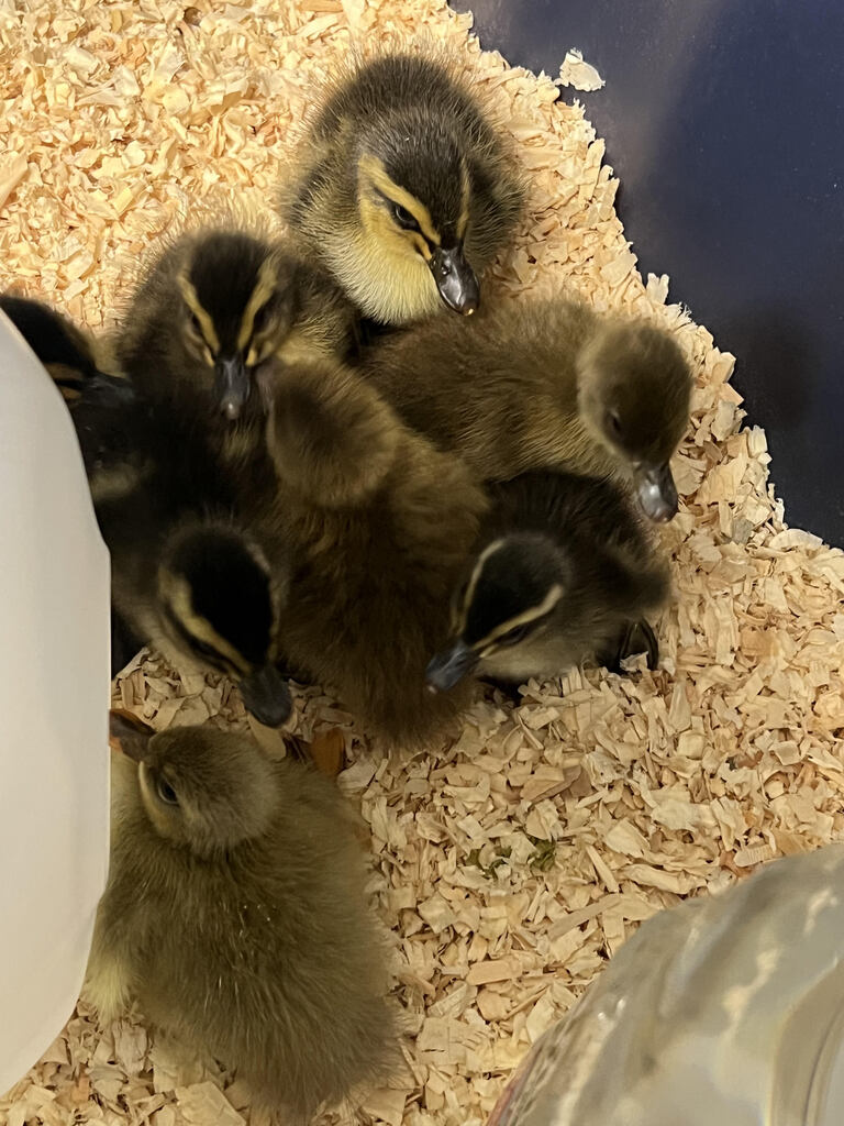 PK Ducks