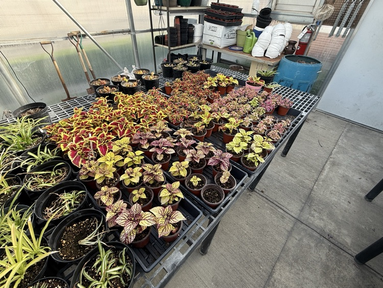 Coleus
