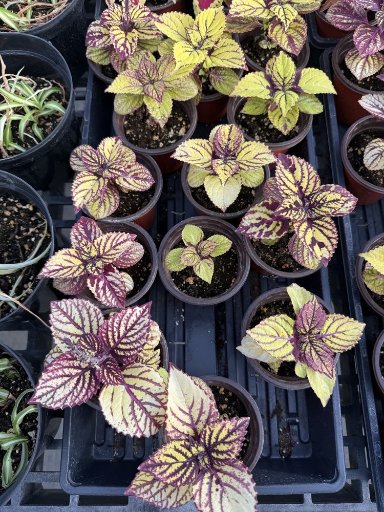Coleus