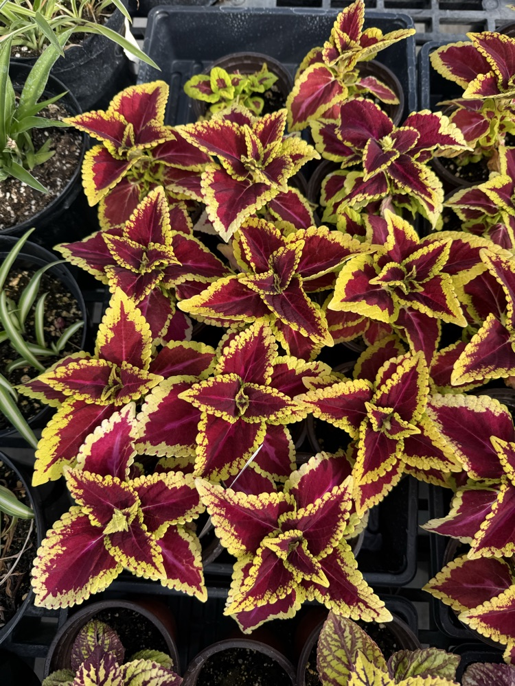 Coleus