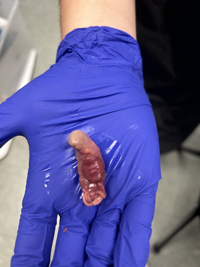 Rat Dissection